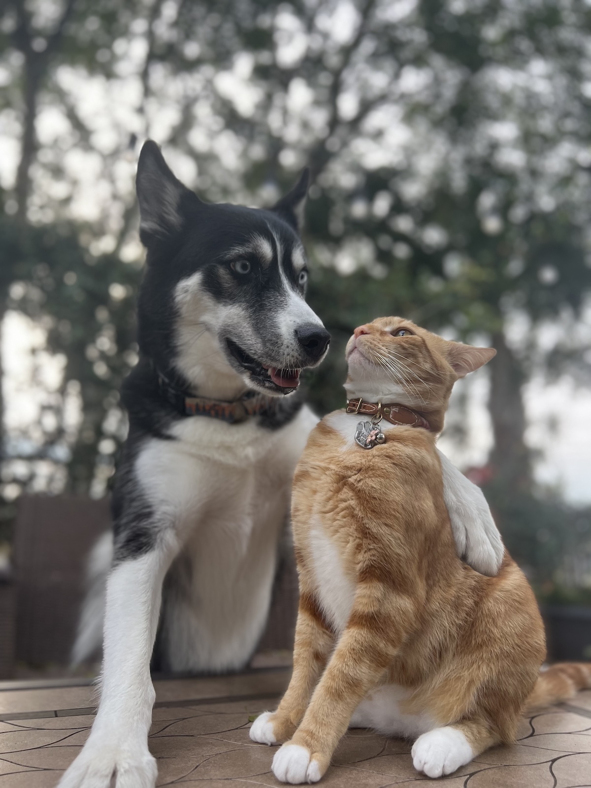siberian husky and red cat