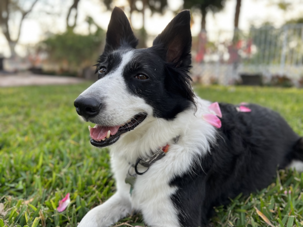 border collie