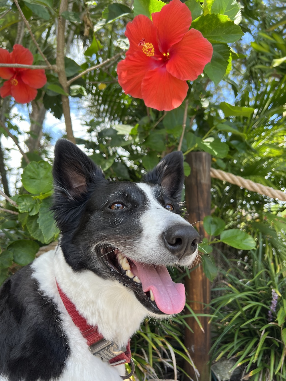 border collie and red hibiscus