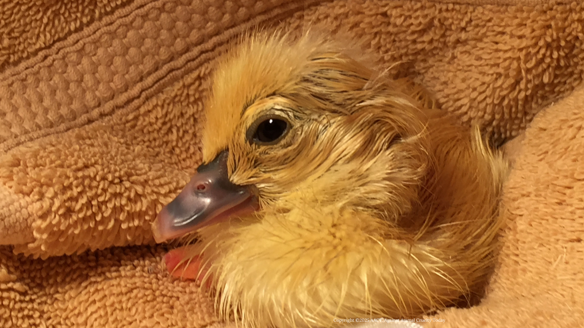 Chirpy baby duck born