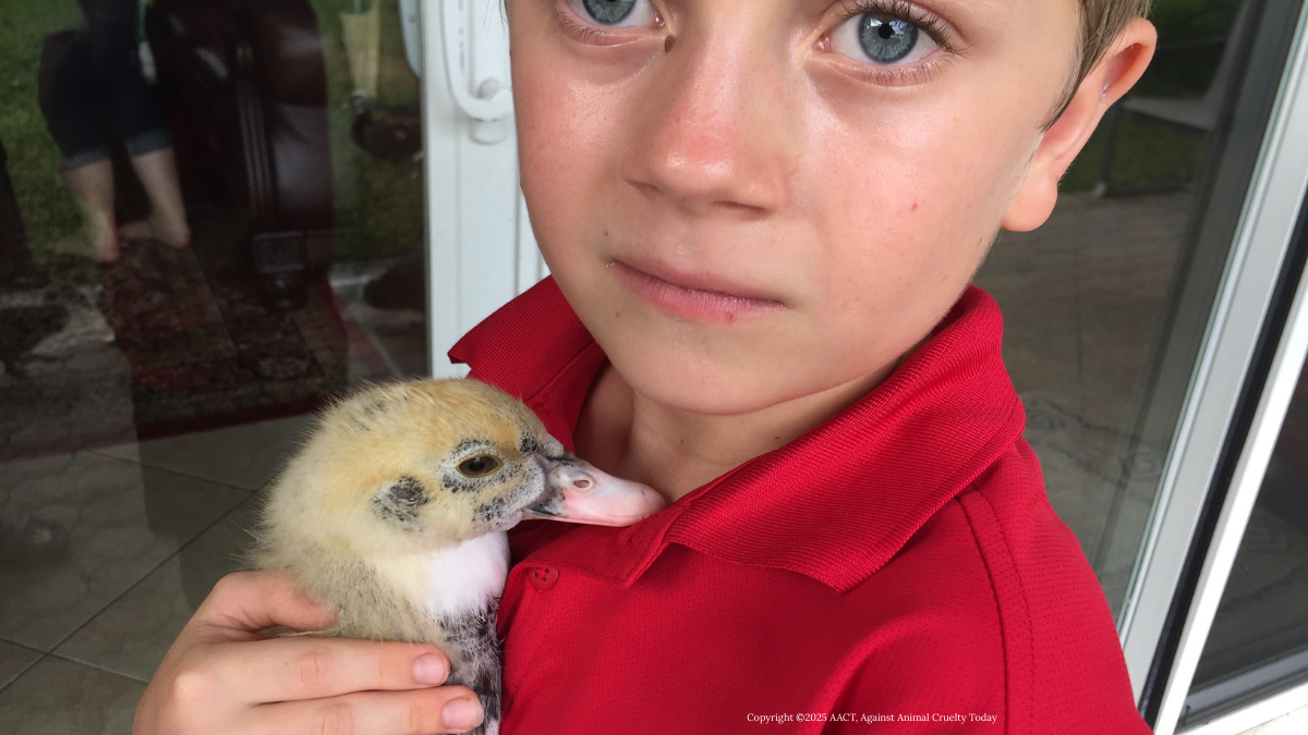 baby duck hug