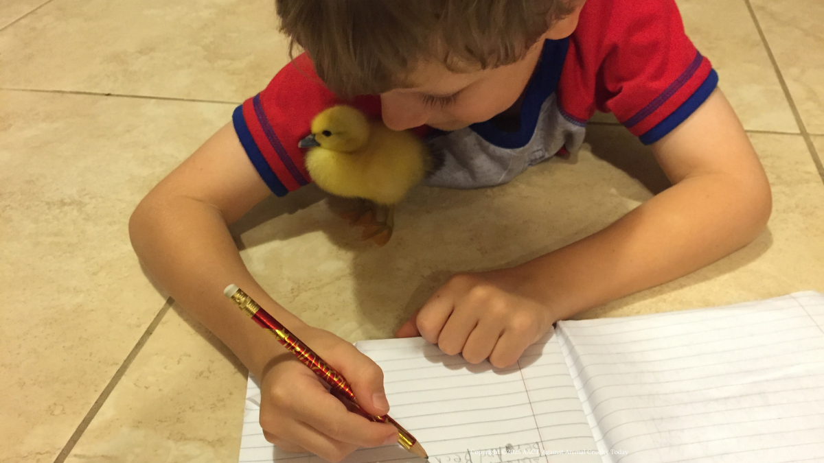 baby duck learning