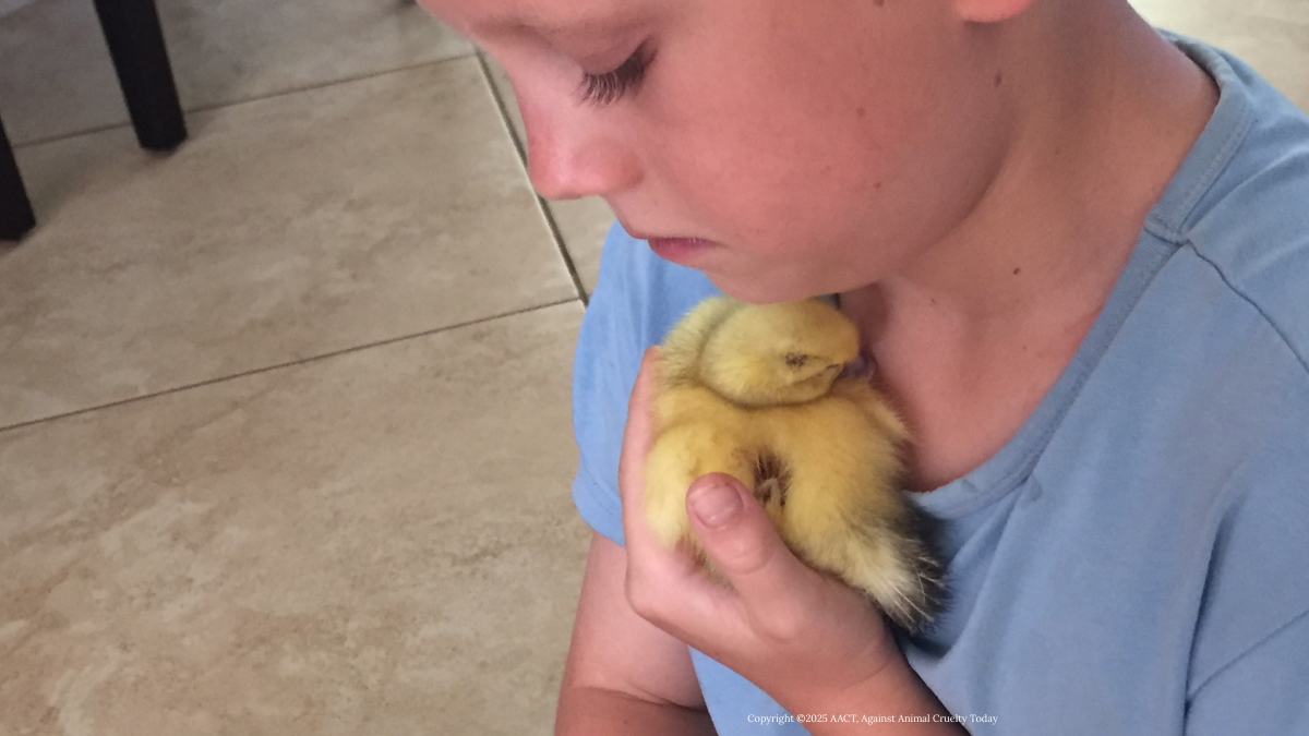baby duck napping