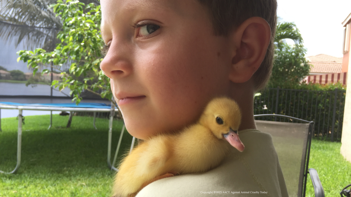 baby duck on shoulder