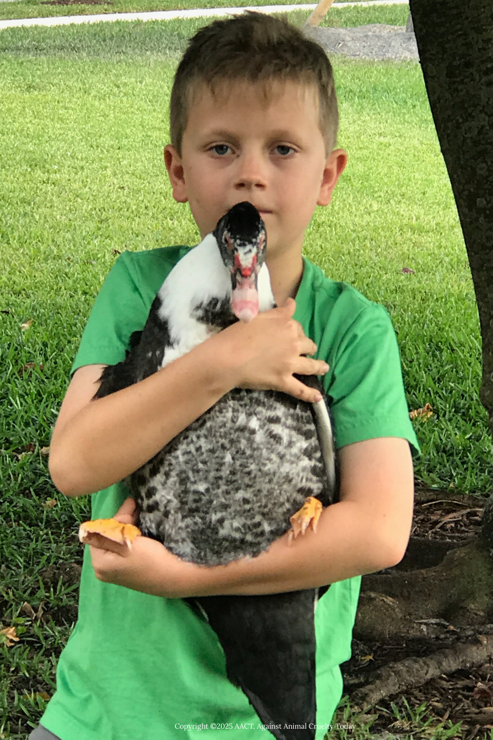 a pet-duck