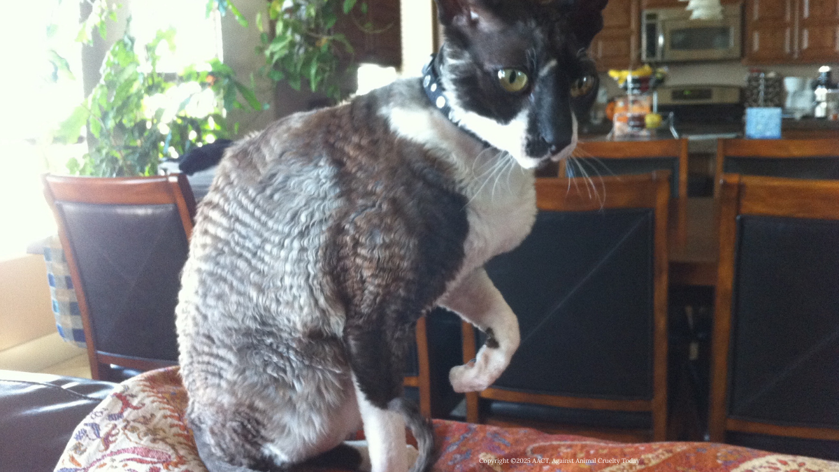Cornish Rex Cat