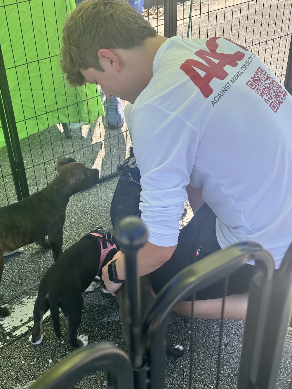 AACT volunteer playing with puppies for adoption