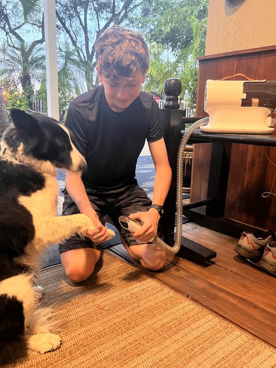 a person grooming the border collie dog