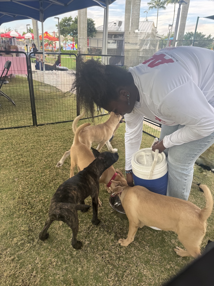 volunteer feeding the dogs