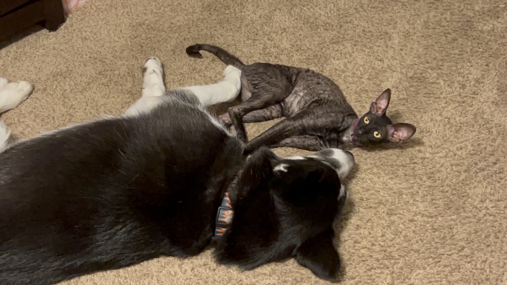 cat and dog playing on carpet floor, illustrating the cost of owning a dog or cat.
