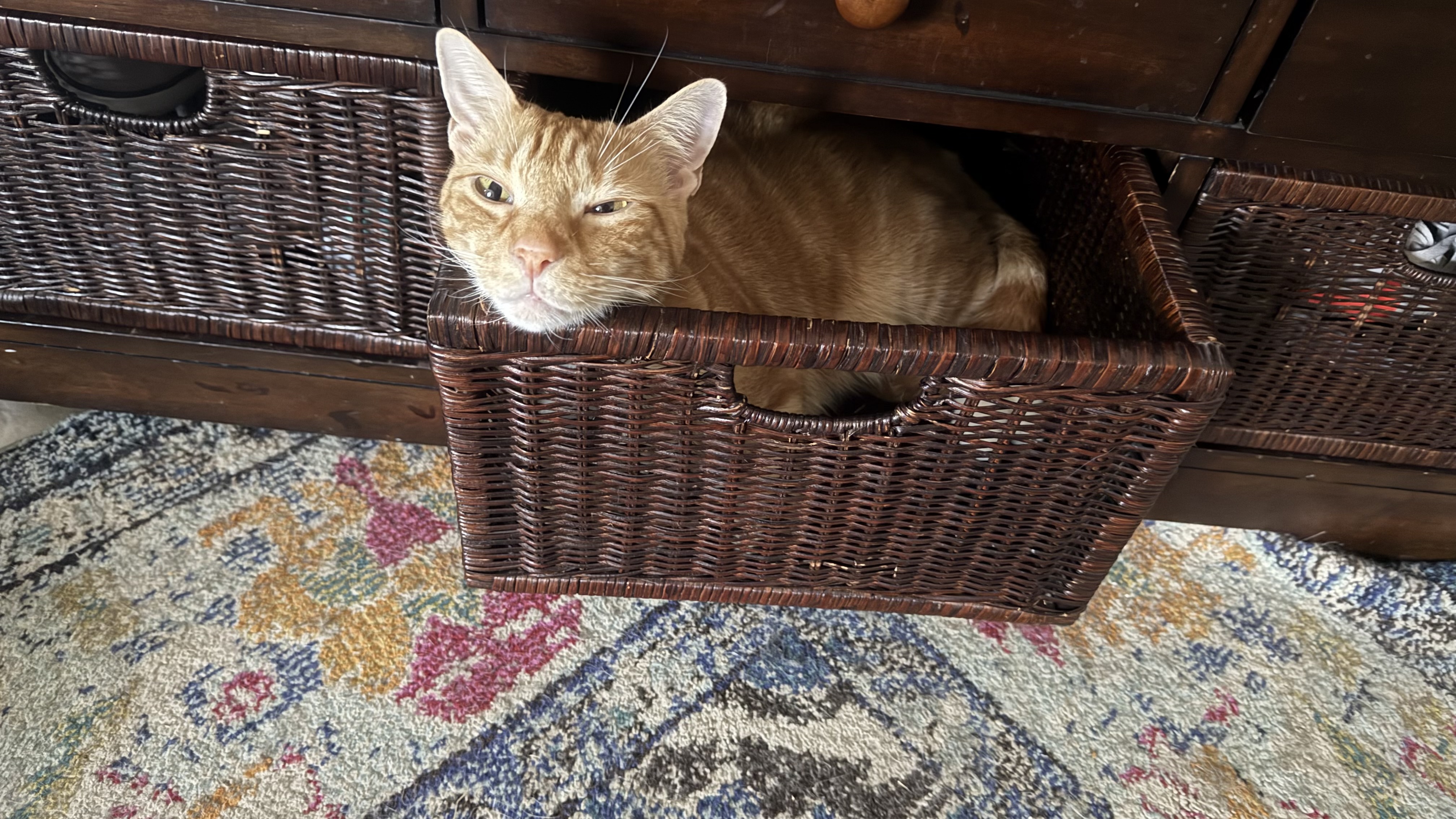 red tabby cat in a basket