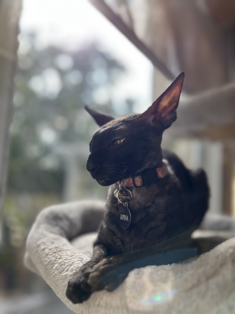 black Cornish rex cat sitting on cat tree in pet shelter