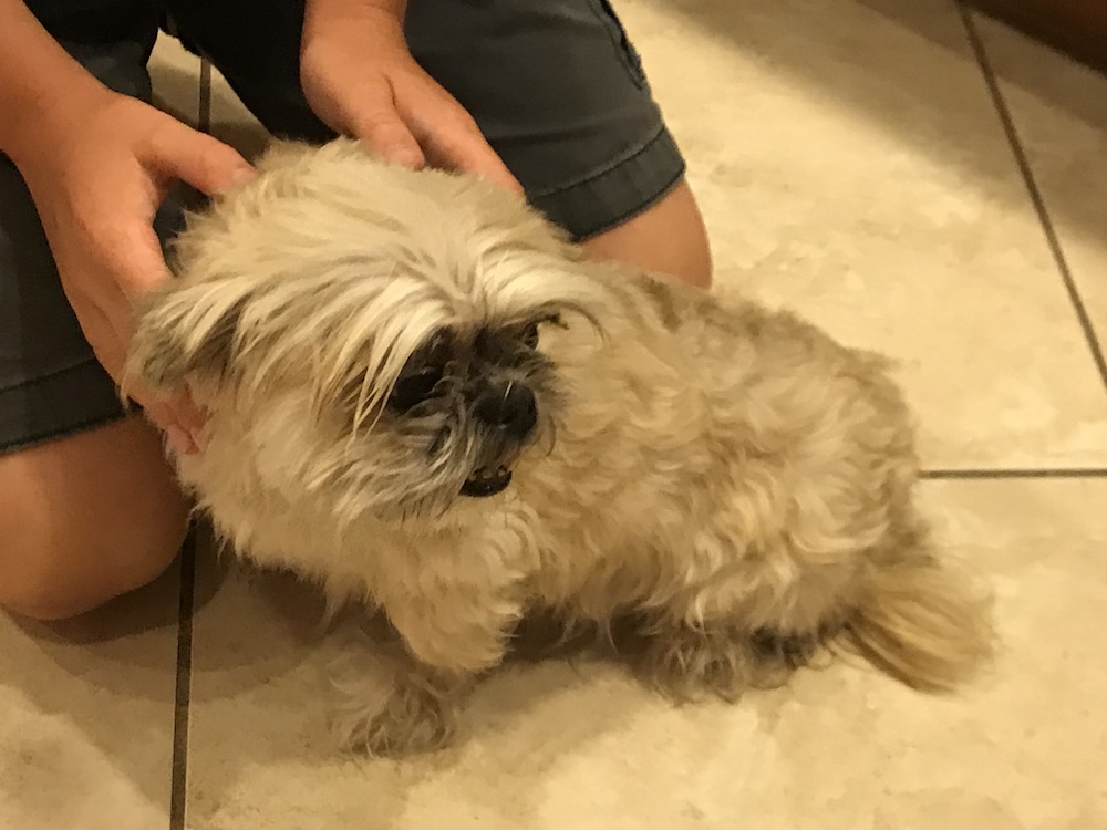 curly small dog from shelter