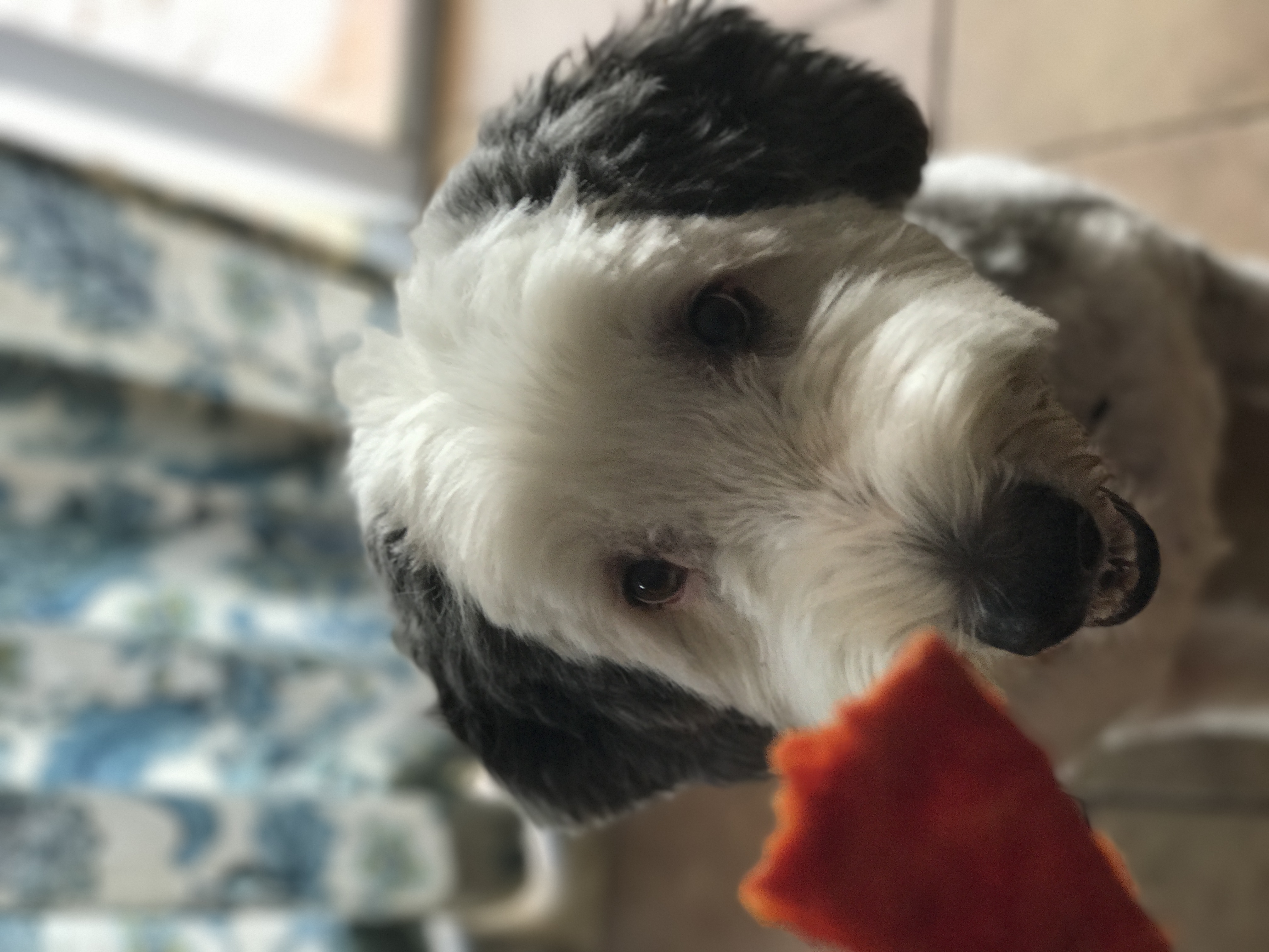 A dog asking for a snack, illustrating the cost of owning a dog