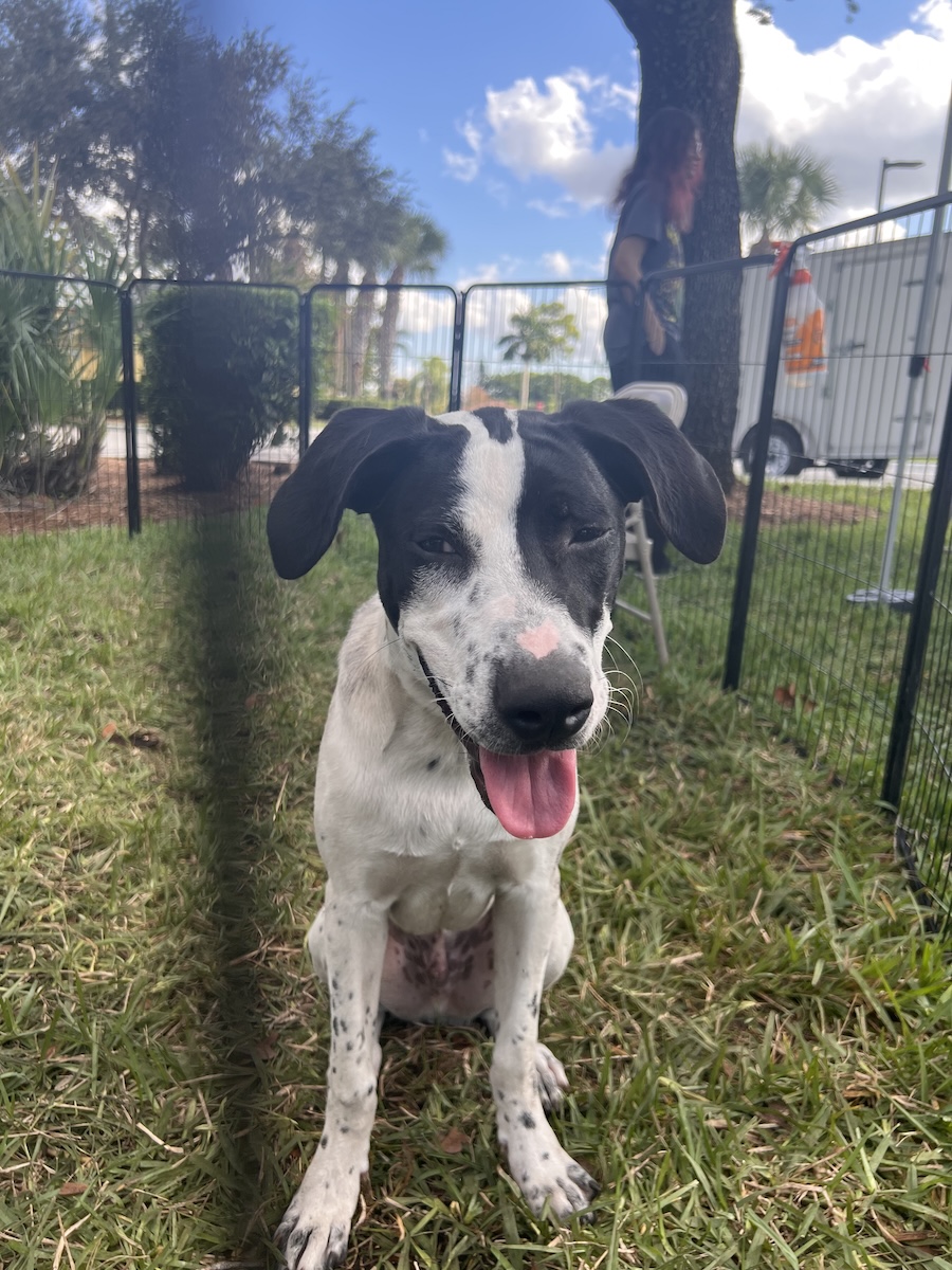 shelter dog behind fence at adoption event.