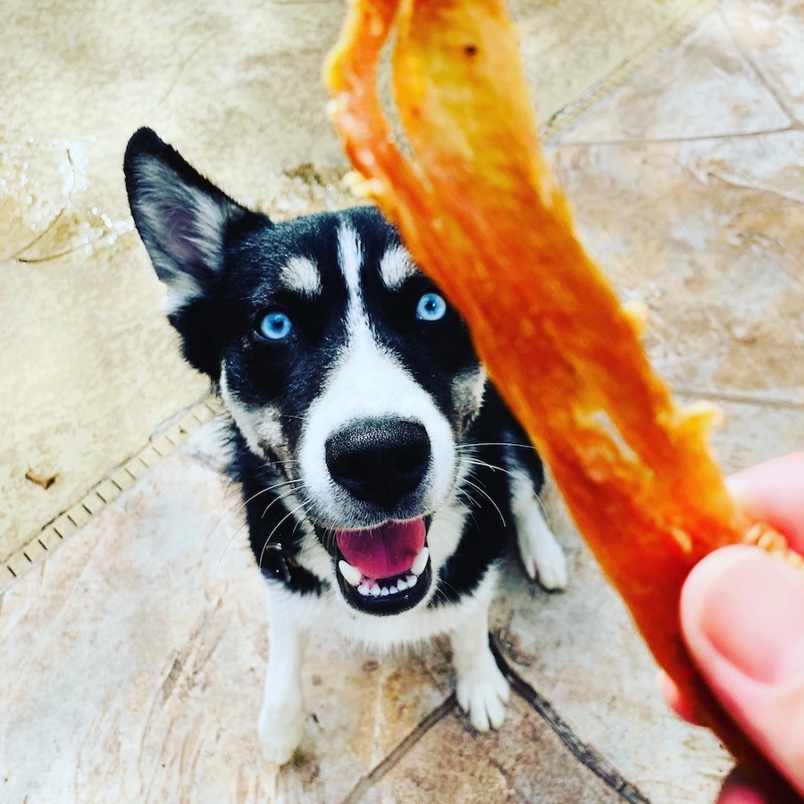 a snack for husky dog