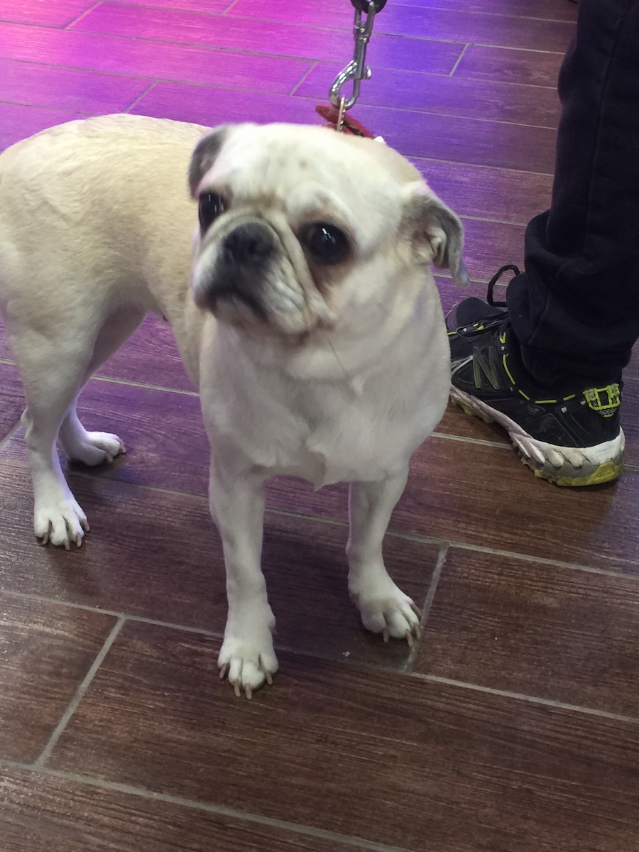 white pug puppy heading for a vet visit
